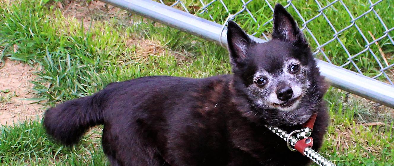Dog Training Registration