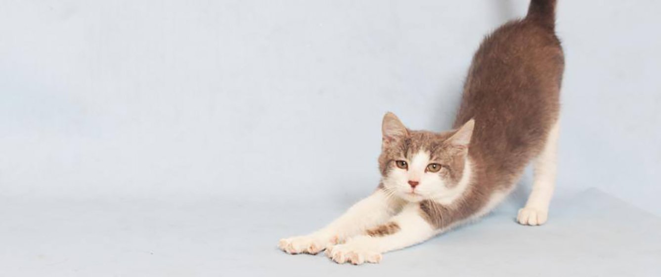 Yoga with Adoptable Cats
