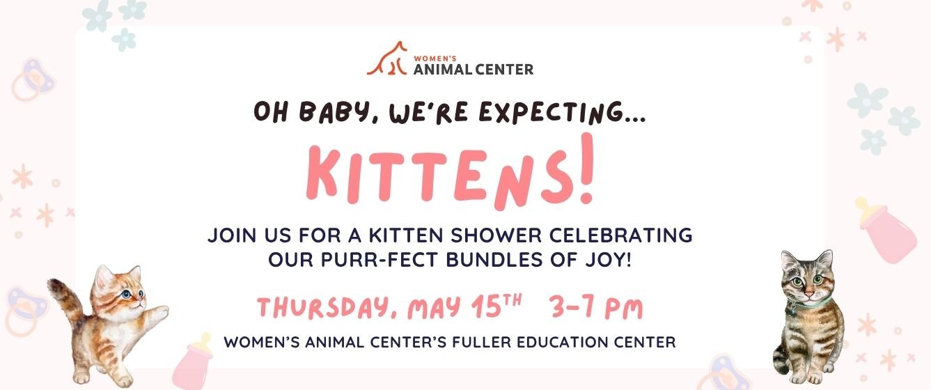 Kitten Shower - Thursday, May 15th, 3-7 PM