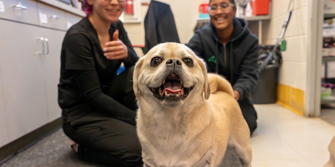 happy dog with techs