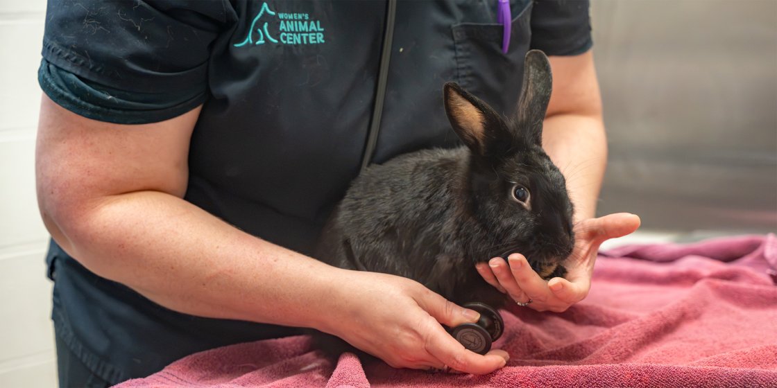 rabbit exam