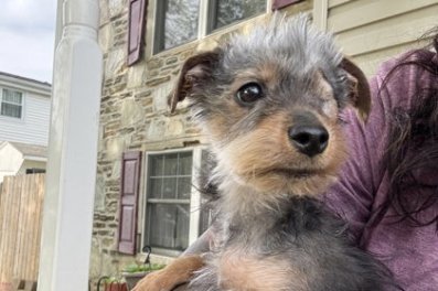 A small, one-eyes gray and brown dog sits in front of a house.